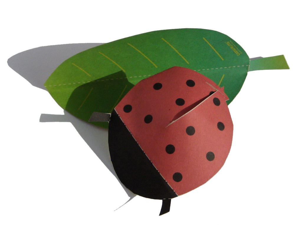 coccinella1